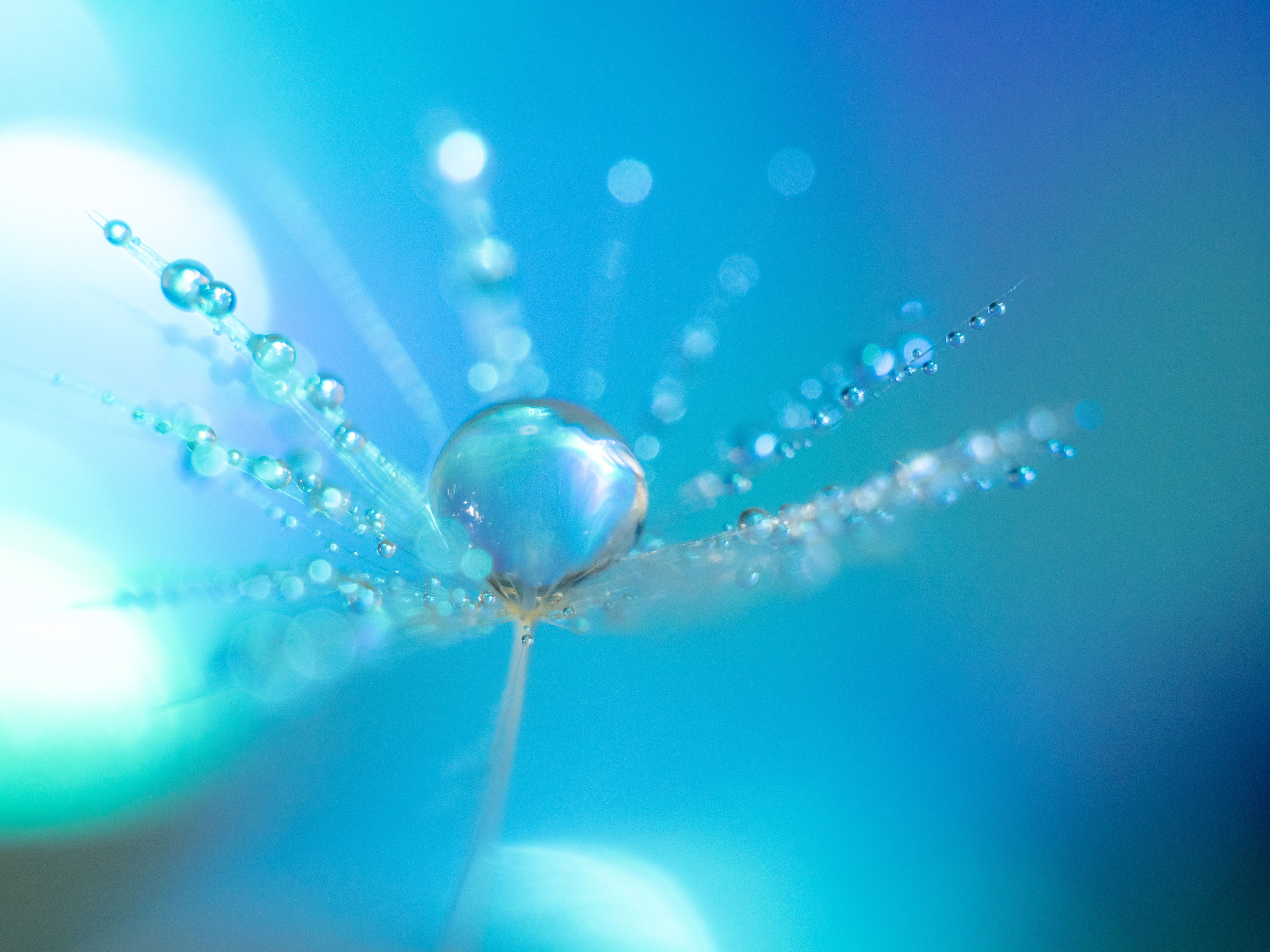 1/19（土）開催：【マクロ撮影】初級ストロボ講座～水滴写真編